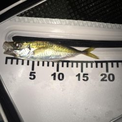 アオリ不発からのアジ